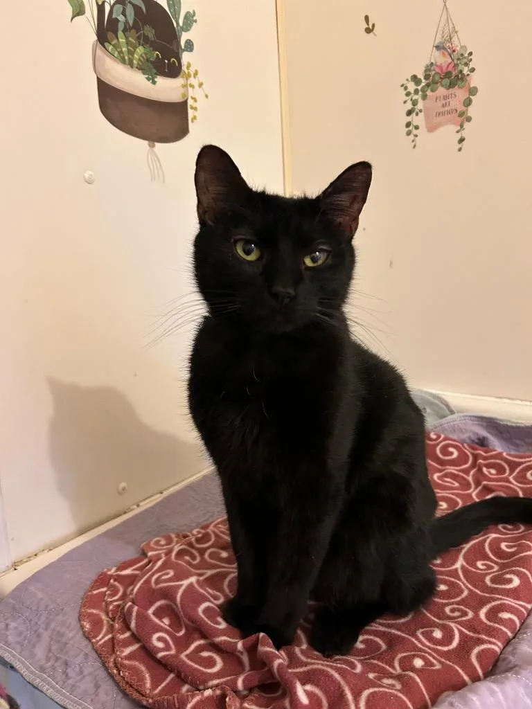 Sir Journey Chesterton