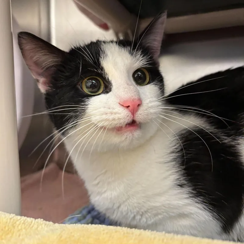 A young medium-sized female Black Domestic Short Hair cat named Frittata for adoption in Newark, DE