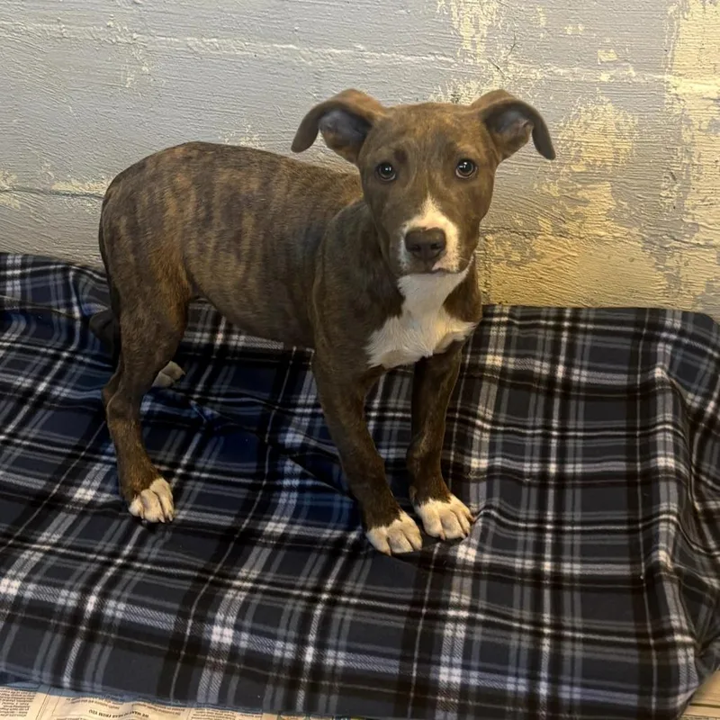 A young small-sized male Brindle Mixed Breed dog named Bud for adoption in Clanton, AL