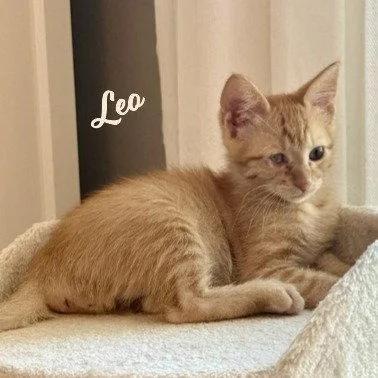 A baby medium-sized male Tabby cat named Leo hardhatcrew for adoption in Houston, TX
