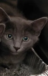 A baby small-sized male Domestic Short Hair cat named Aho for adoption in Henderson, NC