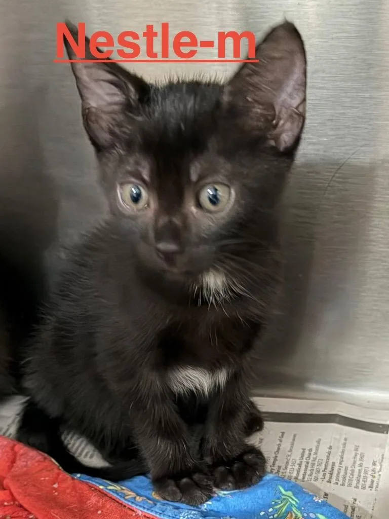 A baby small-sized female Domestic Short Hair cat named Nestle for adoption in Brookhaven, MS