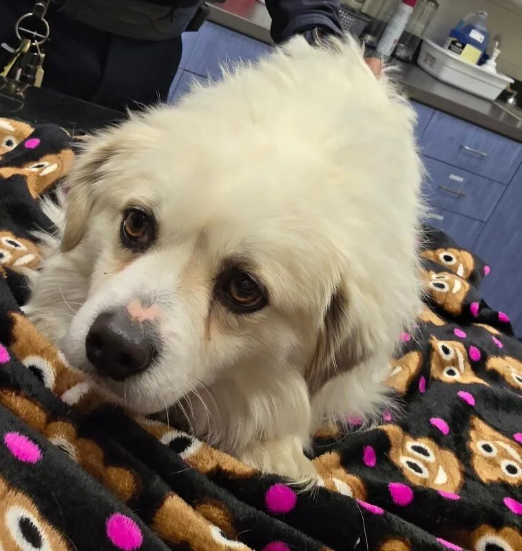 A young small-sized male White / Cream Tibetan Spaniel dog named Terry for adoption in Disputanta, VA