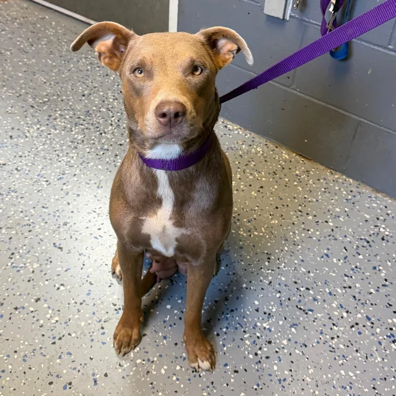 An adult medium-sized female Brown / Chocolate Pit Bull Terrier dog named Jo for adoption in Tuscaloosa, AL