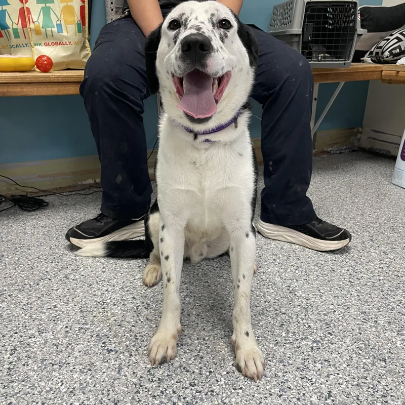 An adult medium-sized male Border Collie dog named Branson for adoption in Gladstone, MO
