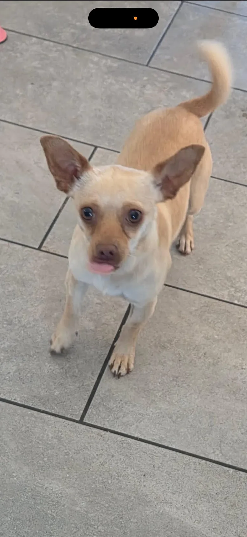 An adult small-sized female Golden Chihuahua dog named June Bug The for adoption in Citrus Heights, CA