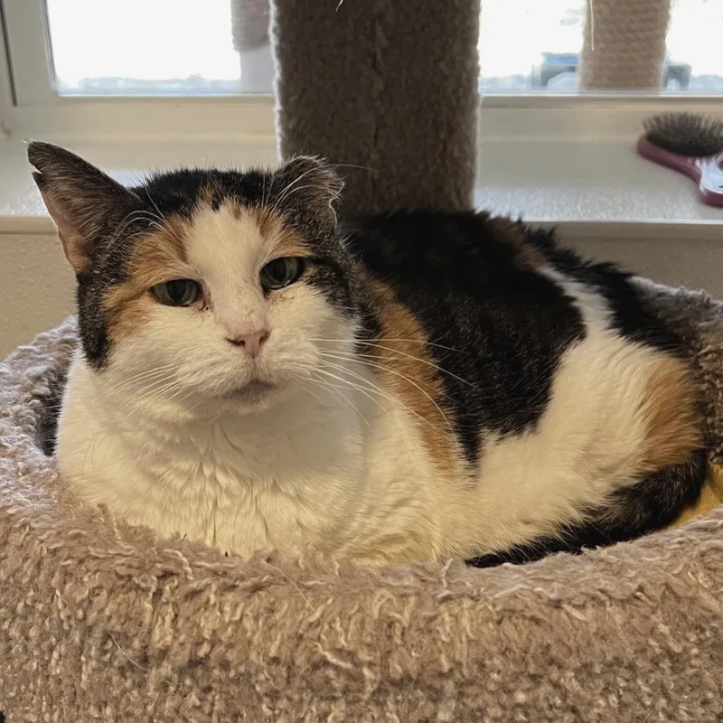 Savannah thumbnail 2