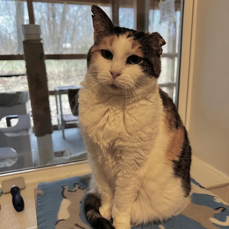 Savannah thumbnail 4