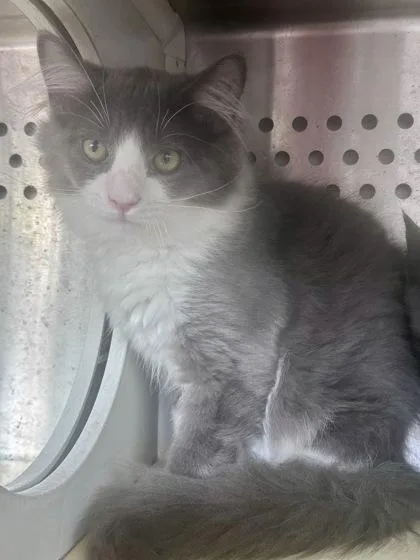 A baby small-sized male Domestic Long Hair cat named Nutria for adoption in Pendleton, OR