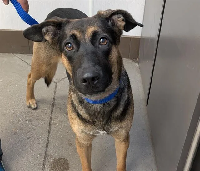 A young medium-sized female German Shepherd Dog dog named Molly for adoption in Tucson, AZ