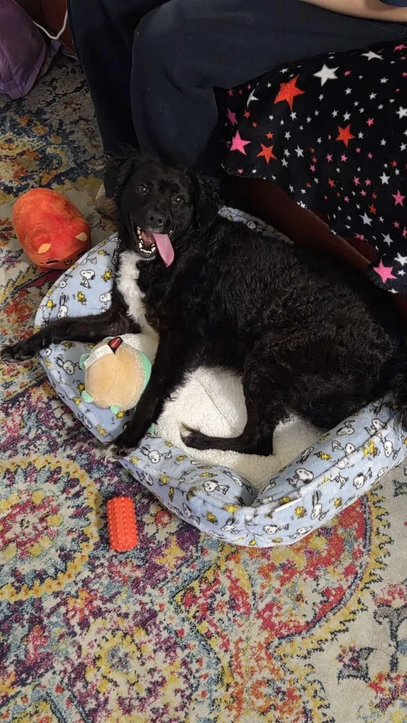 Teddy