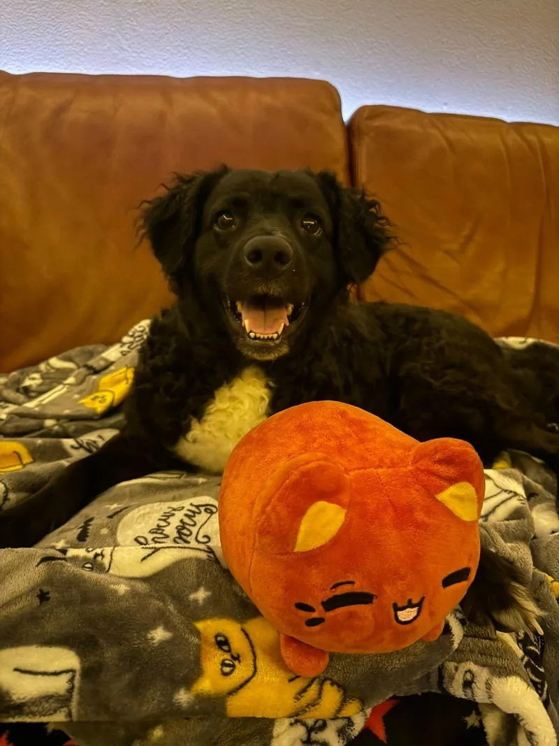 Teddy thumbnail 2