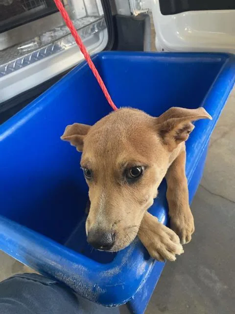 A baby medium-sized female Mixed Breed dog named Brownie for adoption in Dallas, TX