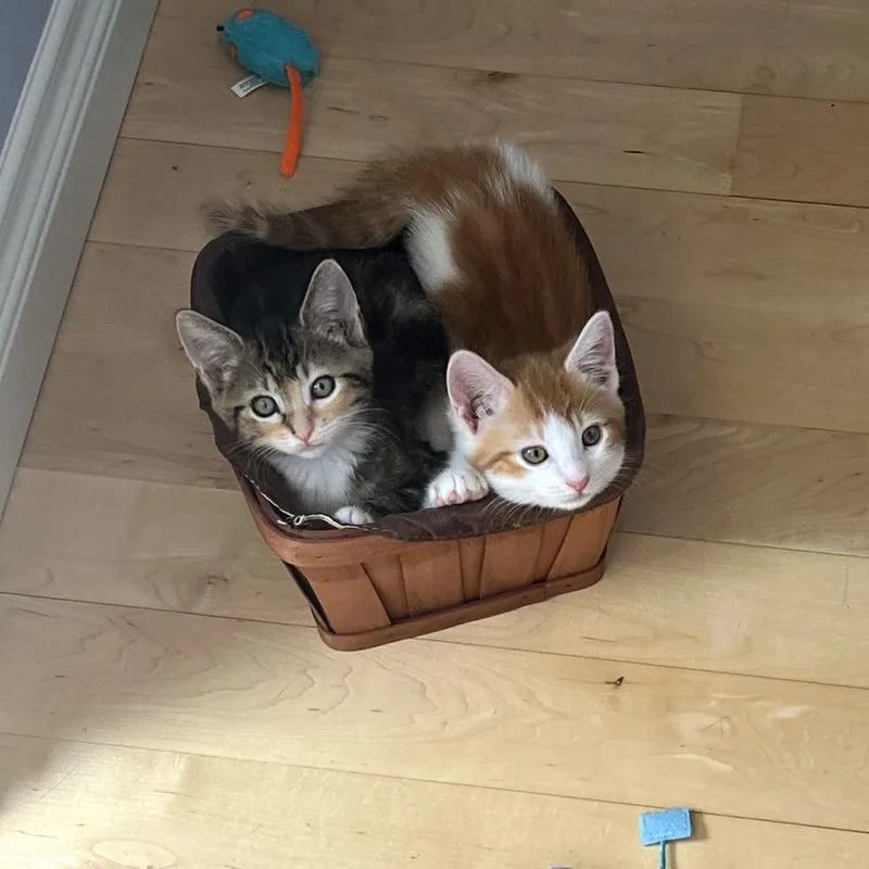 A baby small-sized male Orange / Red Domestic Short Hair cat named Data for adoption in Woodinville, WA