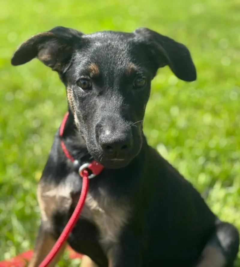 A baby large-sized male German Shepherd Dog dog named Carbon for adoption in Viroqua, WI