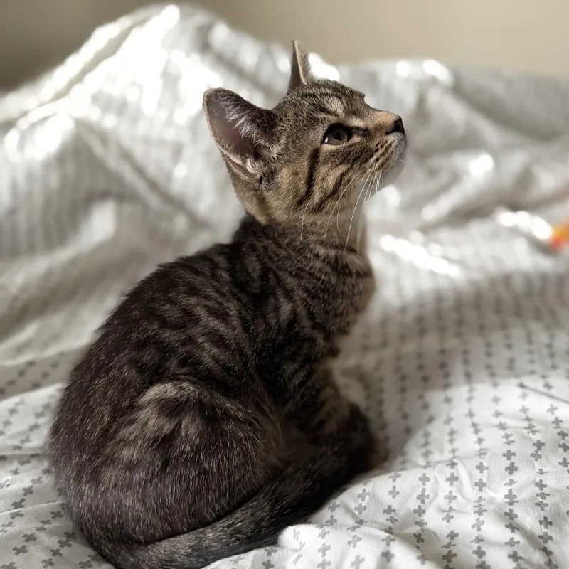 A baby small-sized male Brown / Chocolate Domestic Short Hair cat named Dingle for adoption in Carmel, IN
