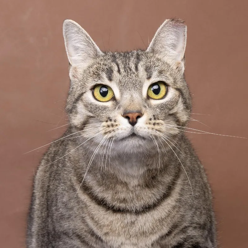 An adult extra large-sized female Gray / Blue / Silver Domestic Short Hair cat named Skully for adoption in Franklin, TN
