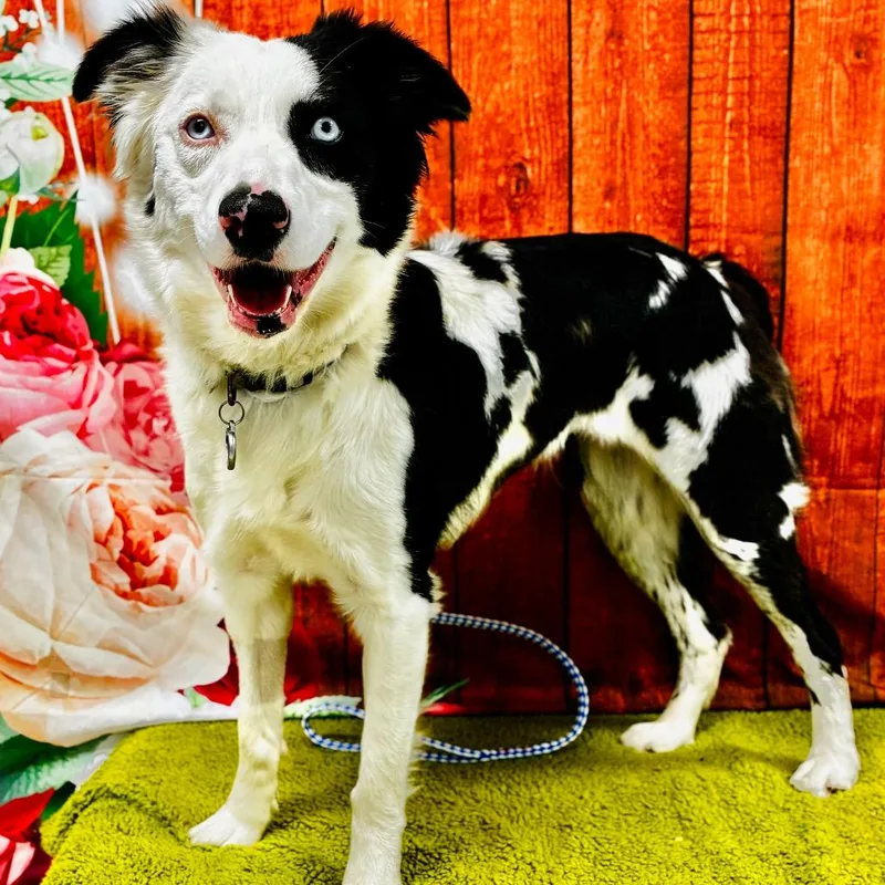 A young medium-sized female Black Border Collie dog named Athena for adoption in Lebanon, MO