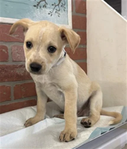 A baby small-sized male Labrador Retriever dog named Jerry for adoption in Houston, TX