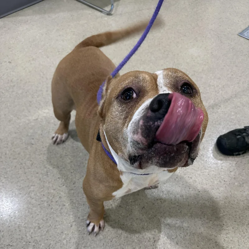An adult medium-sized male Red / Chestnut / Orange American Staffordshire Terrier dog named Gilbert for adoption in Manassas, VA