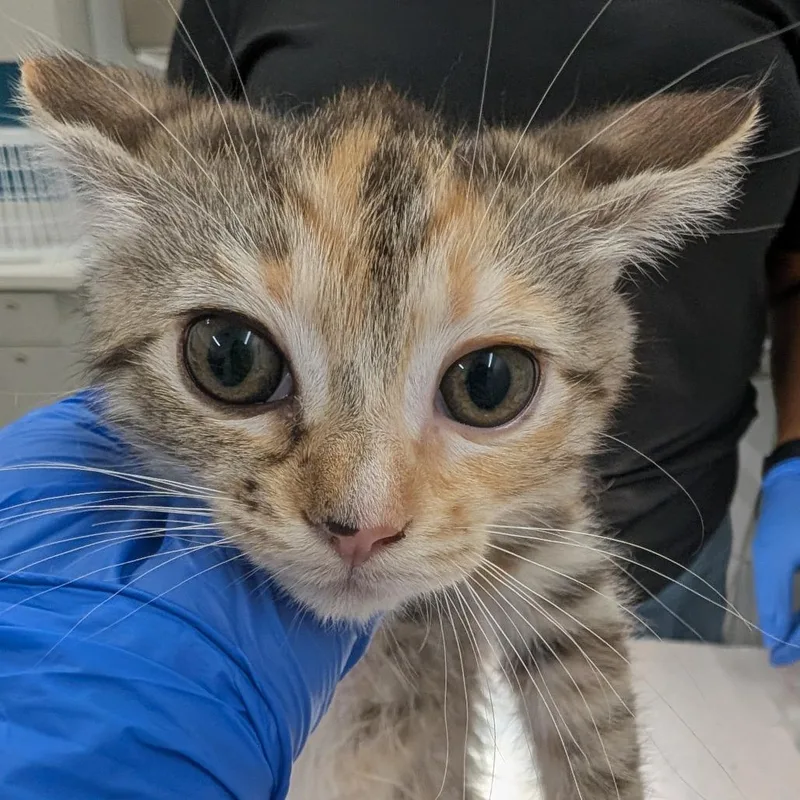 A baby small-sized female Torbie Domestic Short Hair cat named Germany for adoption in Winston Salem, NC
