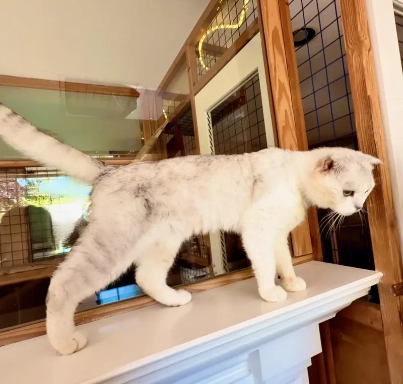 An adult medium-sized male Scottish Fold cat named Finnegan for adoption in Davis, CA
