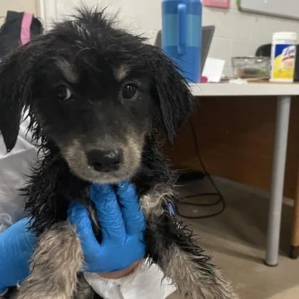 A baby medium-sized female Golden Retriever dog named Trolli for adoption in Morton Grove, IL