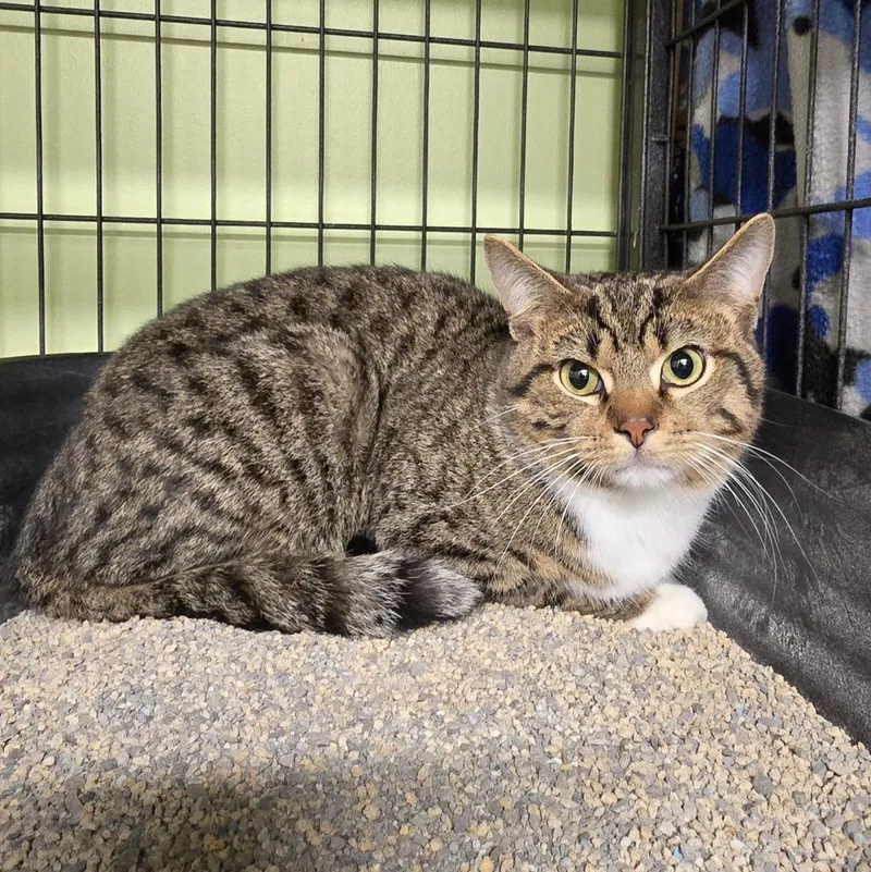 A young medium-sized male Domestic Short Hair cat named Uncle John for adoption in Auburn, IN