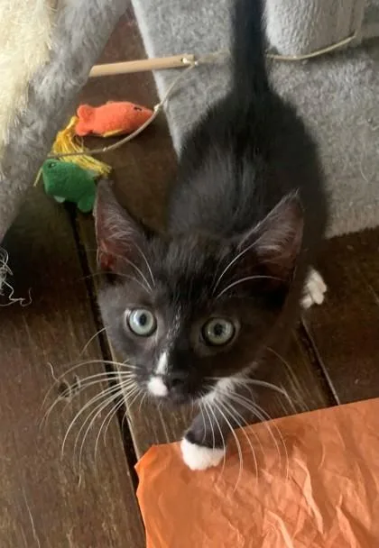 A baby small-sized male Domestic Short Hair cat named A Charlie for adoption in North Charleston, SC