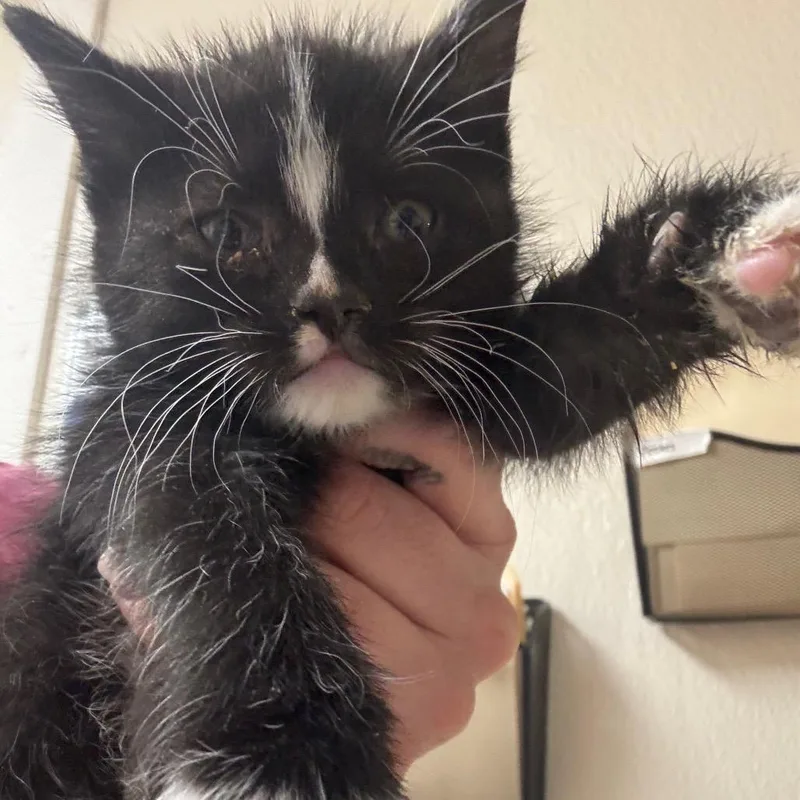 A baby small-sized male Black Domestic Medium Hair cat named Red Grape for adoption in Pekin, IL