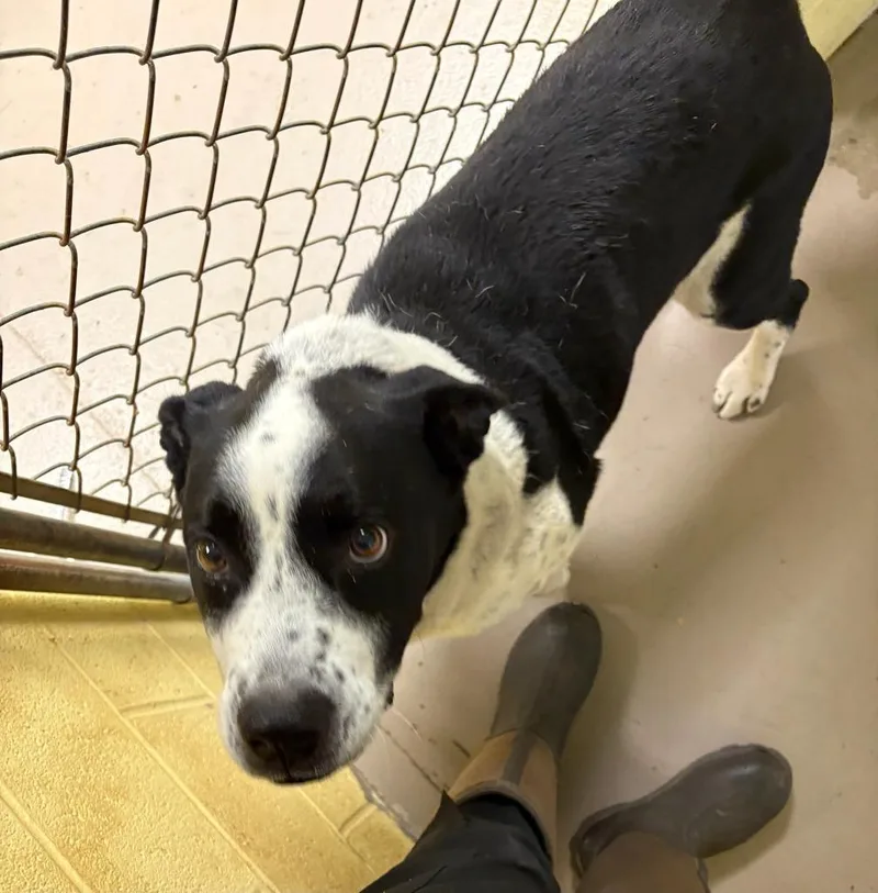 An adult large-sized male Border Collie dog named Domino for adoption in Crossville, TN