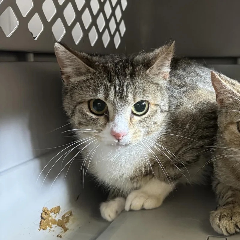 A young medium-sized female Brown / Chocolate Domestic Short Hair cat named Kenai for adoption in Lynchburg, VA