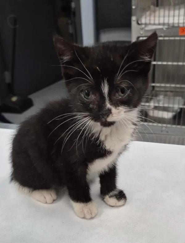 A baby small-sized female Domestic Short Hair cat named Pen  Basil for adoption in Lawrenceville, GA