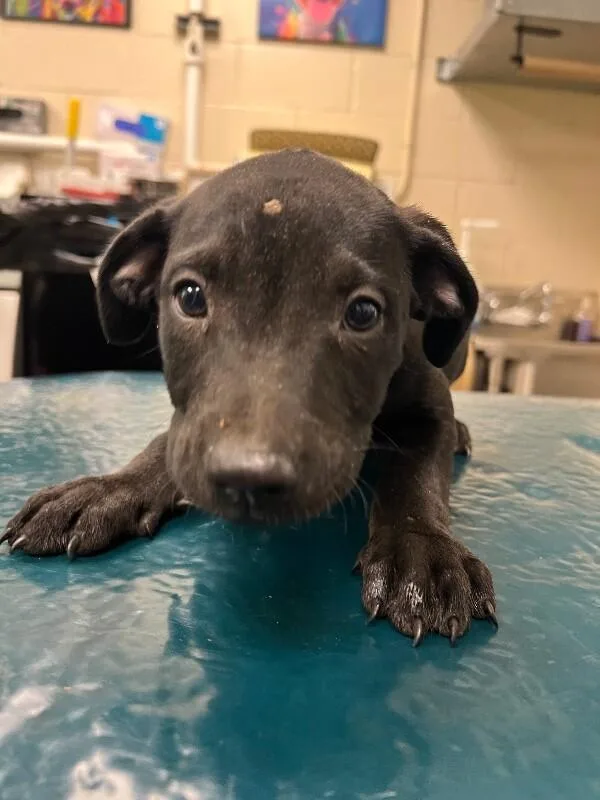 A young medium-sized female Black American Bulldog dog named Zyla for adoption in Mobile, AL