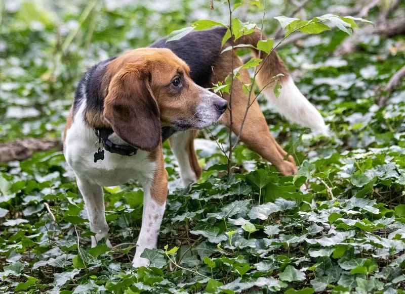 An adult medium-sized male Beagle dog named Jett for adoption in Coldwater, MI
