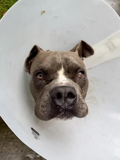 An adult medium-sized male Pit Bull Terrier dog named Judge Mathis for adoption in New Orleans, LA