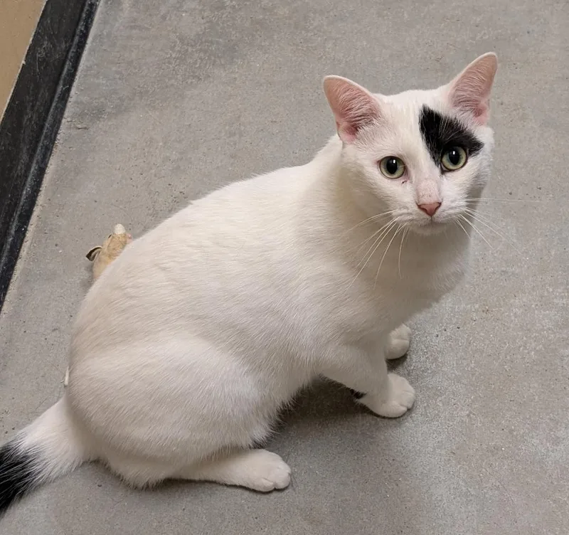 A young small-sized male White Domestic Short Hair cat named Oreo for adoption in Ashland, VA