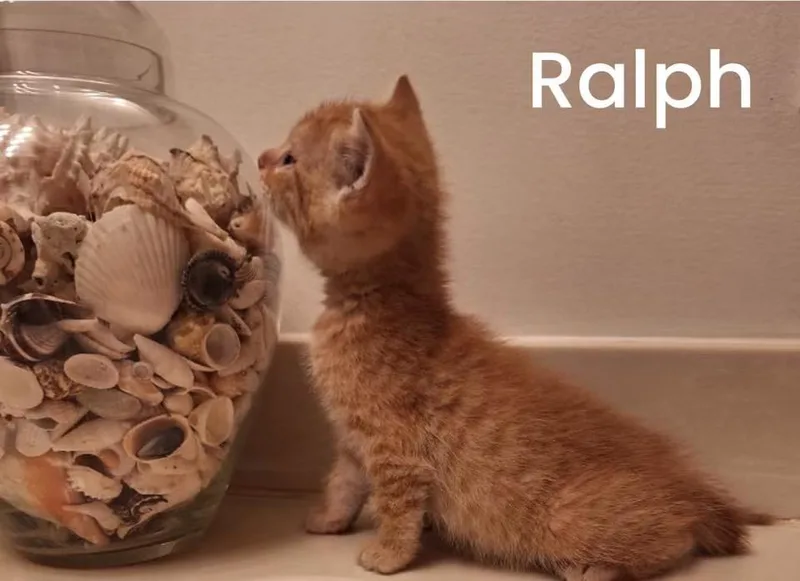 A baby small-sized male Orange / Red Domestic Short Hair cat named Ralph for adoption in Turnersville, NJ