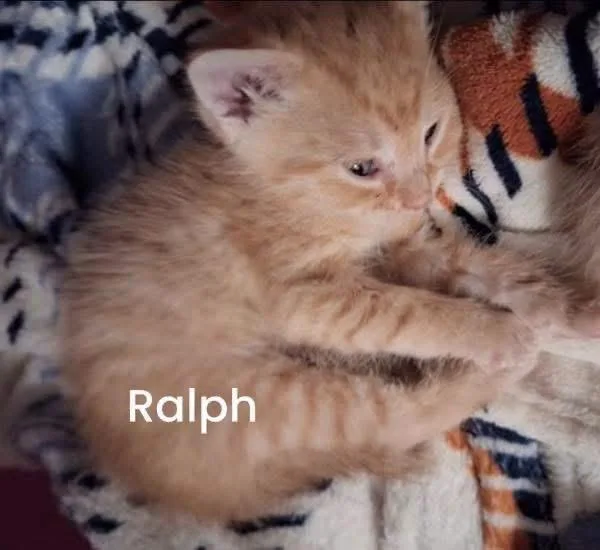Ralph thumbnail 2