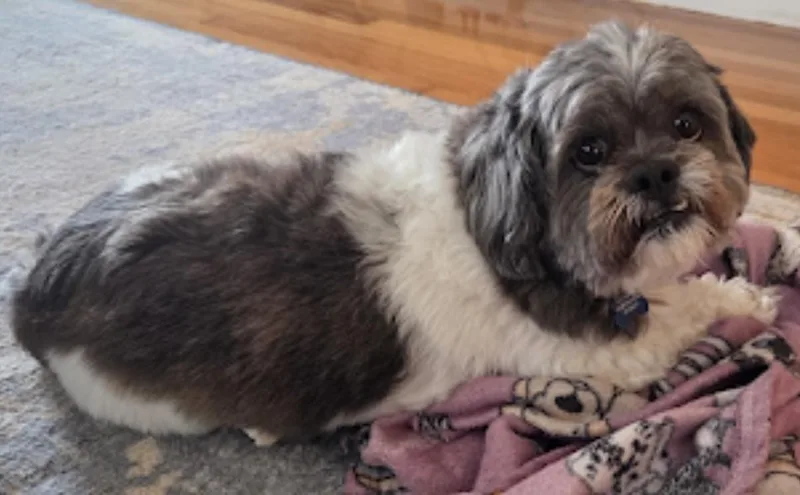 An adult small-sized male Gray / Blue / Silver Shih Tzu dog named Phoenix for adoption in Westwood, NJ