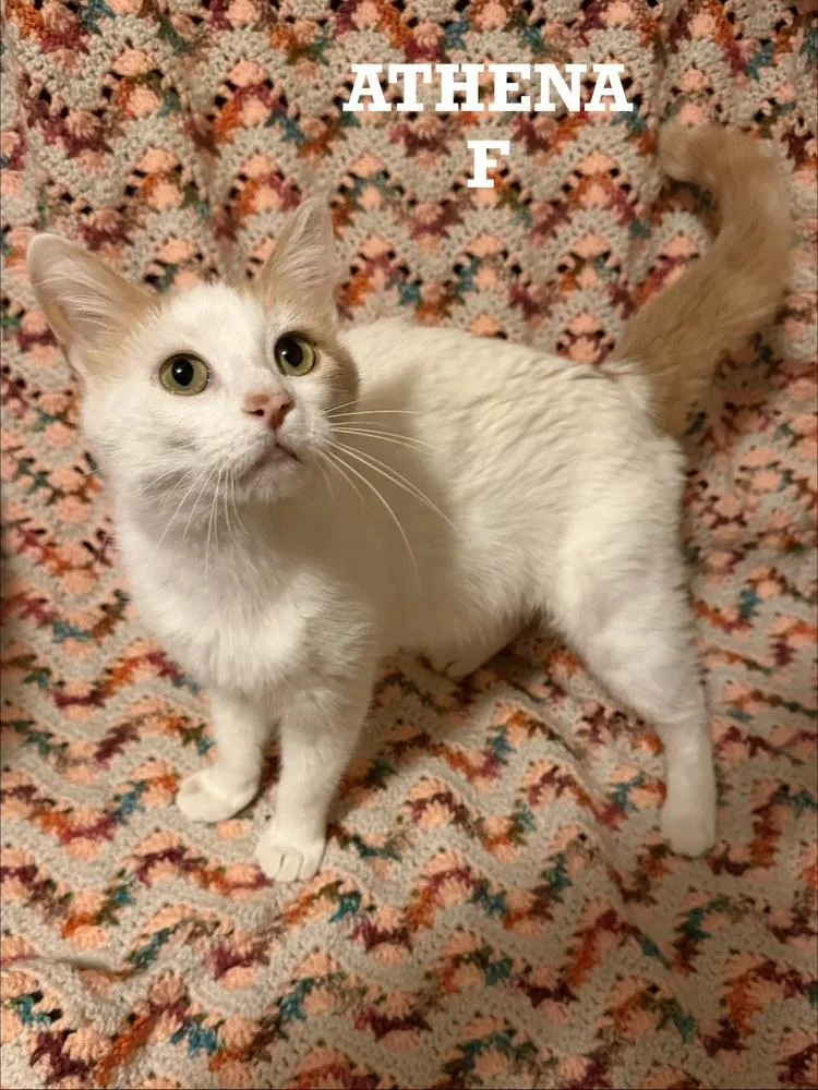 A young small-sized female Domestic Short Hair cat named Athena for adoption in Plumerville, AR