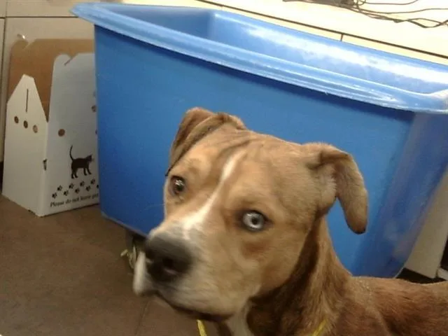 An adult large-sized male Mixed Breed dog named Barry for adoption in Dallas, TX