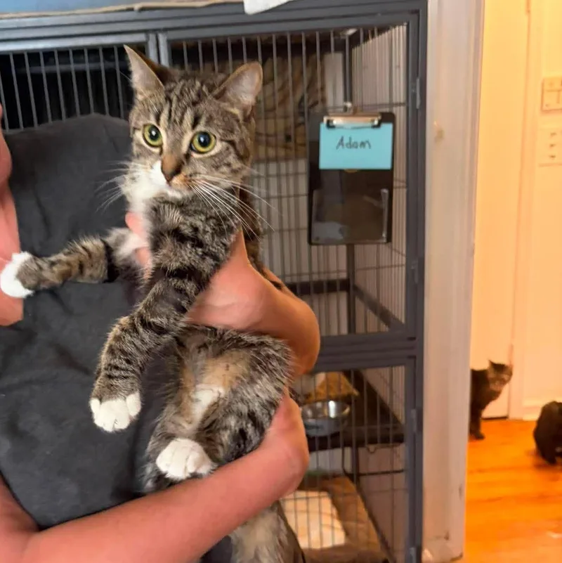 A baby small-sized female Tabby (Tiger Striped) Tabby cat named Kylie for adoption in Huntington, NY