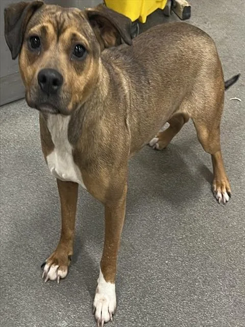 A young medium-sized female Terrier dog named Mochi for adoption in Upper Marlboro, MD