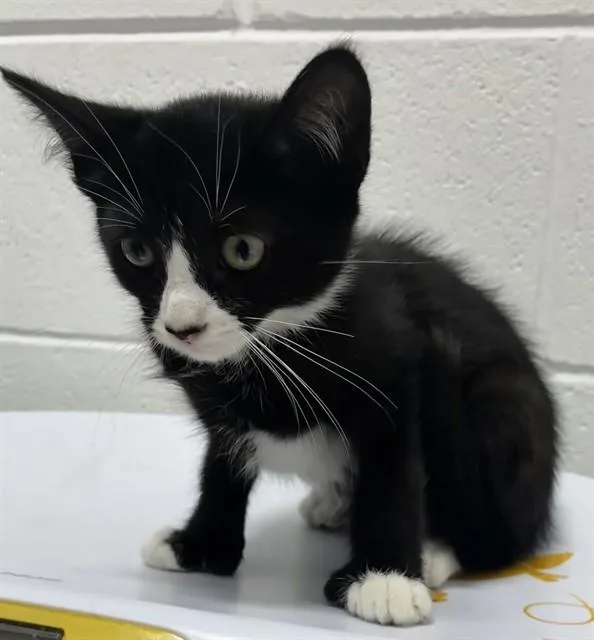 A baby small-sized female Domestic Short Hair cat named Zenzi for adoption in Upper Marlboro, MD