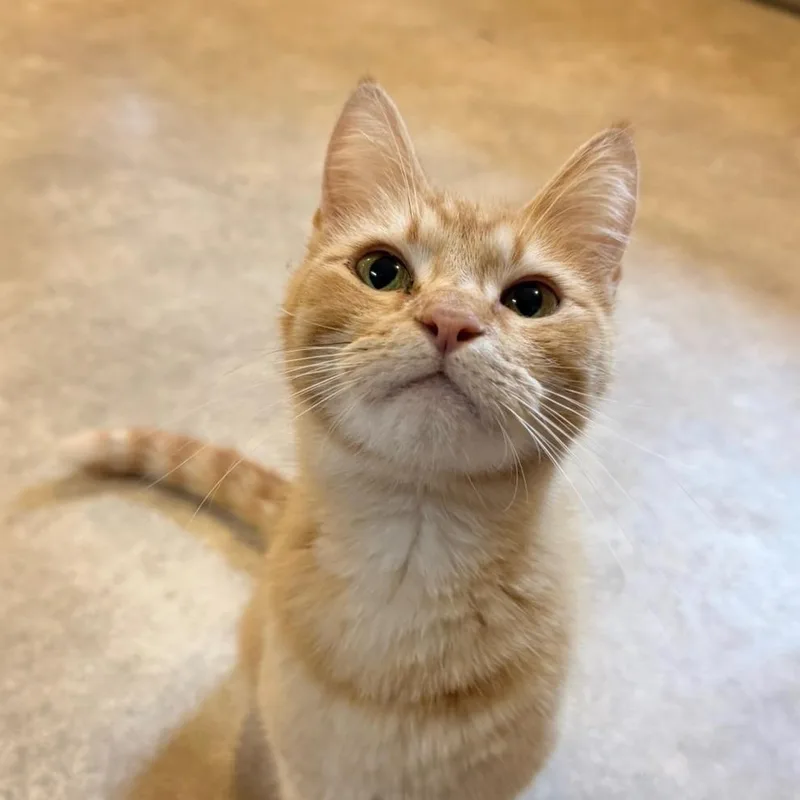 An adult small-sized female Orange / Red Domestic Short Hair cat named Noodle for adoption in Hanna City, IL