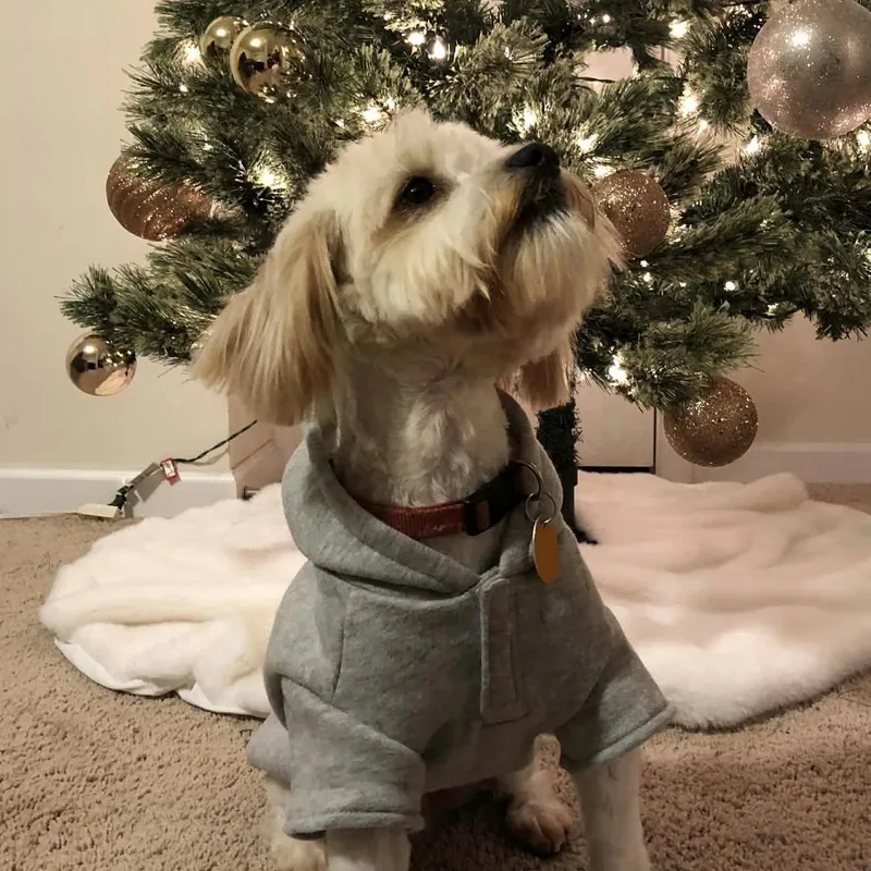 A senior small-sized male White / Cream Shih Tzu dog named Flash for adoption in Columbia, SC