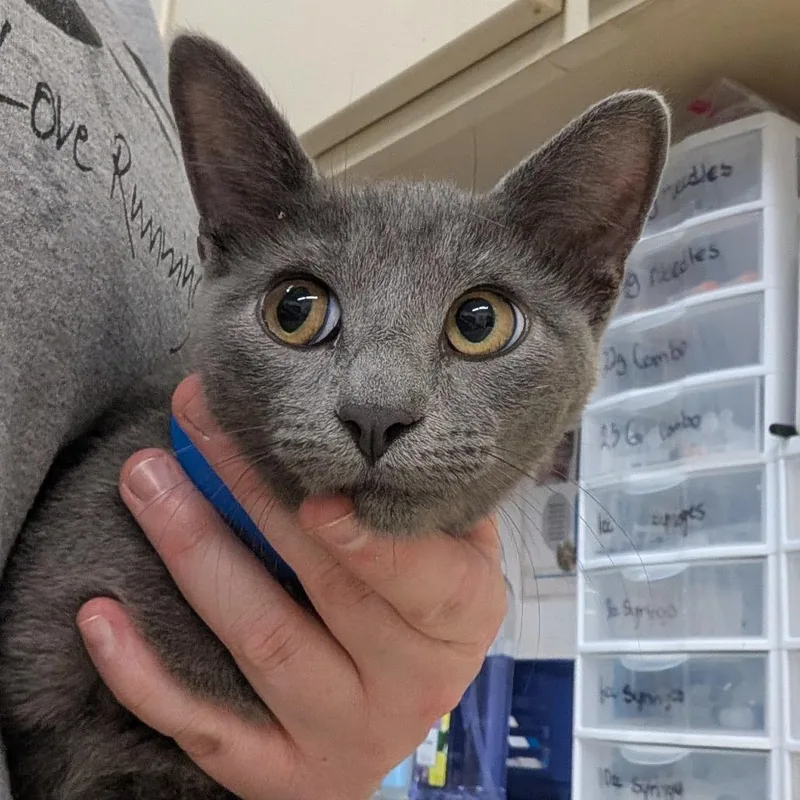 A young medium-sized male Domestic Short Hair cat named Gibson for adoption in Ardmore, OK