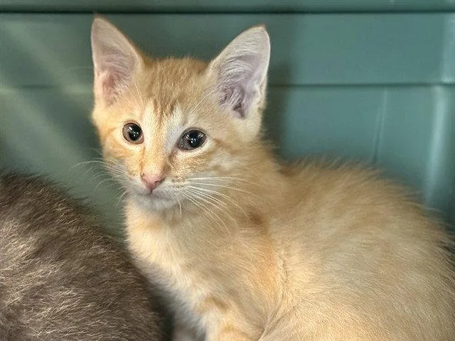 A baby small-sized male Orange / Red Domestic Short Hair cat named Ron for adoption in Tavares, FL