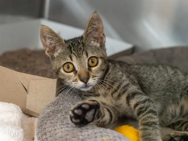 A baby small-sized male Domestic Short Hair cat named Rialto for adoption in Martinez, CA